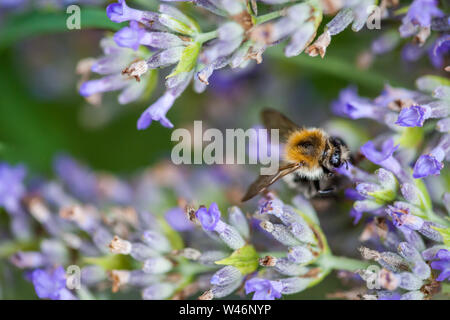 Nahaufnahme einer Biene auf einer Blume von Lavendel Stockfoto