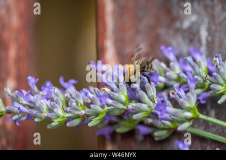 Nahaufnahme einer Biene auf einer Blume von Lavendel Stockfoto