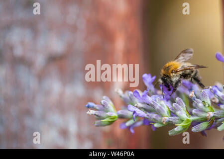 Nahaufnahme einer Biene auf einer Blume von Lavendel Stockfoto