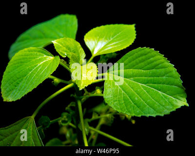 Frische Blätter der Indischen acalypha copperleaf, Drei-seeded Quecksilber, in schwarzer Hintergrund Stockfoto