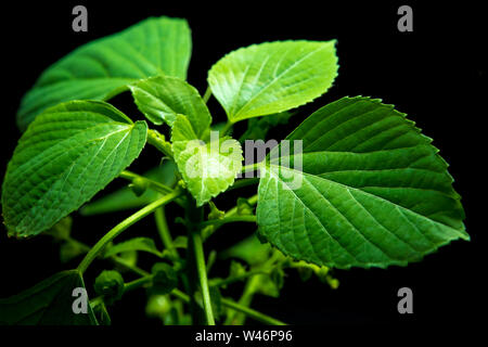 Frische Blätter der Indischen acalypha copperleaf, Drei-seeded Quecksilber, in schwarzer Hintergrund Stockfoto