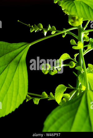 Frische Blätter der Indischen acalypha copperleaf, Drei-seeded Quecksilber, in schwarzer Hintergrund Stockfoto
