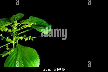 Frische Blätter der Indischen acalypha copperleaf, Drei-seeded Quecksilber, in schwarzer Hintergrund Stockfoto