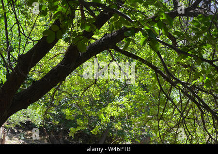 Riverine Wälder und Obstbäumen Obstgärten in der Nuratau Berge, Usbekistan Stockfoto