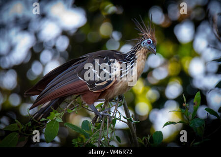 Hoatzin (Opisthocomus hoazin) Vogel im Peruanischen Amazonas Stockfoto