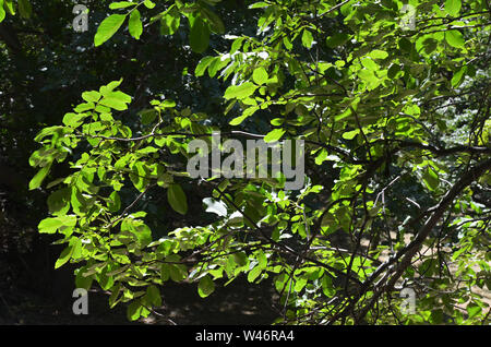 Riverine Wälder und Obstbäumen Obstgärten in der Nuratau Berge, Usbekistan Stockfoto