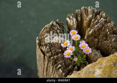 Ein Beispiel für Erigeron Glaucus, wachsen auf einem Holz stapeln neben West Bay Harbor in Dorset. Die Anlage wird von mehreren Namen wie Se bekannt Stockfoto