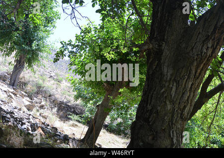 Riverine Wälder und Obstbäumen Obstgärten in der Nuratau Berge, Usbekistan Stockfoto