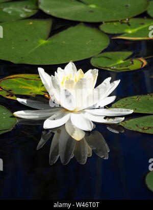 Floating weiße Seerose mit Reflektion Stockfoto