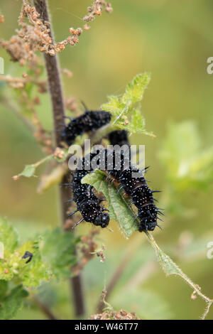 Tagpfauenauge Caterpillar auf Brennnessel (Urtica dioica), England, Großbritannien Stockfoto