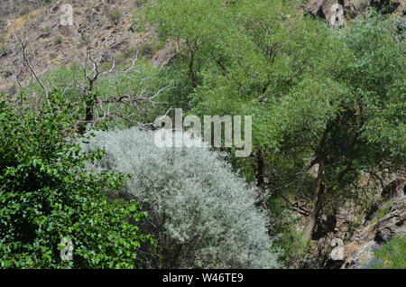 Riverine Wälder und Obstbäumen Obstgärten in der Nuratau Berge, Usbekistan Stockfoto