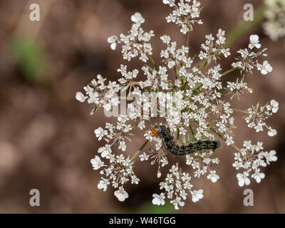 Erntegut um einen Schädling Helicoverpa armigera Motte caterpillar Fütterung auf Thistle Blume. Third instar. Aka Baumwollkapselwurms, Mais-ohrwurm, Alte Welt bollworm. Stockfoto