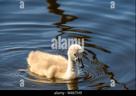 Ein Shaker oder besser bekannt als junger Schwan um Schwimmen Stockfoto