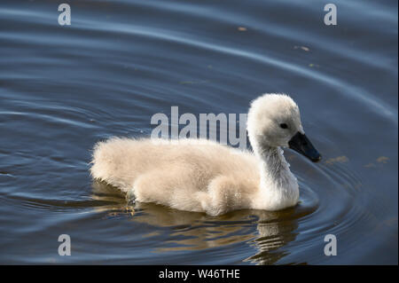 Ein Shaker oder besser bekannt als junger Schwan um Schwimmen Stockfoto