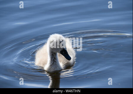 Ein Shaker oder besser bekannt als junger Schwan um Schwimmen Stockfoto