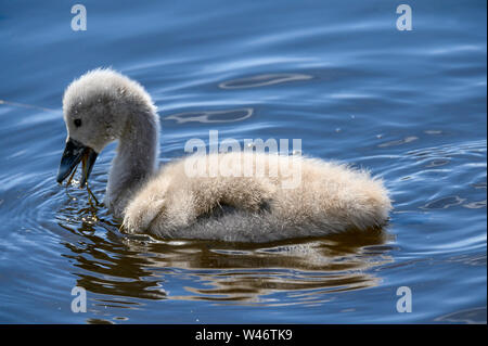 Ein Shaker oder besser bekannt als junger Schwan um Schwimmen Stockfoto