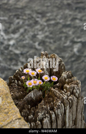 Ein Beispiel für Erigeron Glaucus, wachsen auf einem Holz stapeln neben West Bay Harbor in Dorset. Die Anlage wird von mehreren Namen wie Se bekannt Stockfoto