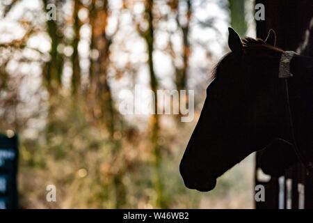 Jockeys übung Rennen Pferde auf Middleham galoppiert in North Yorkshire Stockfoto
