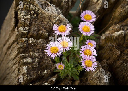 Ein Beispiel für Erigeron Glaucus, wachsen auf einem Holz stapeln neben West Bay Harbor in Dorset. Die Anlage wird von mehreren Namen wie Se bekannt Stockfoto