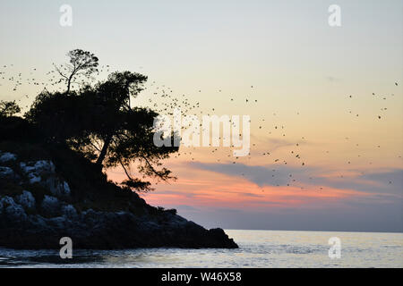 Star Schwarm in den Sonnenuntergang, kleinen Insel in Rovinj, Kroatien Stockfoto