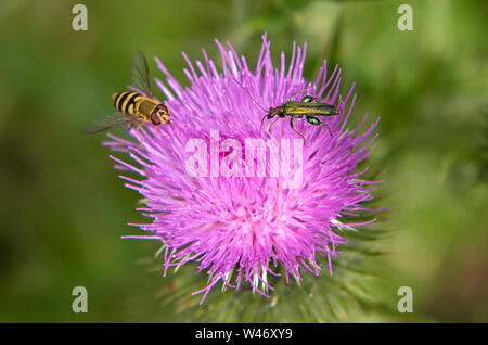 Schwebfliegen auf einer Distel, England, Großbritannien Stockfoto