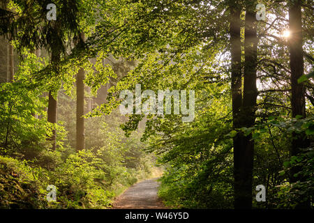 Einen Fußweg durch einen schönen grünen Wald mit frischem Laub im Abendlicht führenden Stockfoto