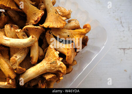 Frische golden Pfifferlinge auf hellgrauem Hintergrund flach Stockfoto