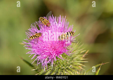 Schwebfliegen auf einer Distel, England, Großbritannien Stockfoto