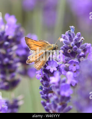 Eine kleine skipper Schmetterling (Thymelicus sylvestris) ernähren sich von Nektar aus einer Lavendel (Lavandula angustifolia) Blüte. Bedgebury Wald, Smarden, Ke Stockfoto