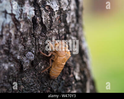 Schöne Natur Szene makro Zikade Mauser. Übersicht der Augen und Flügel detail. Zikade in die Wildnis der Natur Lebensraum als Hintergrund oder Tapete. Ci Stockfoto