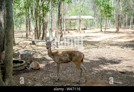 Rotwild in den Käfig, süße Rehkitz oder wenig Rehe Stockfoto