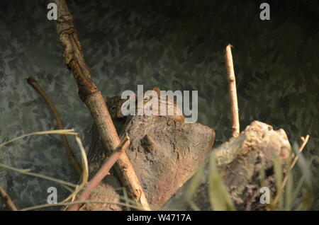 Die Afrikanische gestreifte Gras Maus Stockfoto