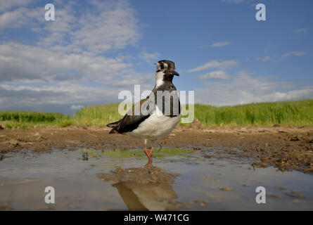 Northern Kiebitz, Vanellus vanellus, Erdgeschoss POV mit einem sterable ferngesteuerte Kamera. Stockfoto