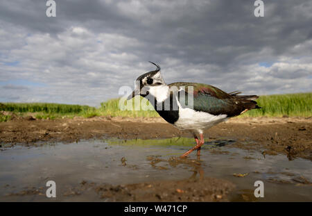 Northern Kiebitz, Vanellus vanellus, Erdgeschoss POV mit einem sterable ferngesteuerte Kamera. Stockfoto