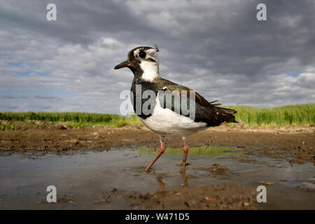 Northern Kiebitz, Vanellus vanellus, Erdgeschoss POV mit einem sterable ferngesteuerte Kamera. Stockfoto