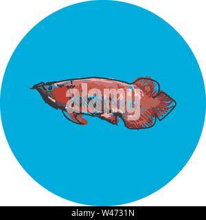 Arowana Fisch, Illustration, Vektor auf weißem Hintergrund. Stock Vektor