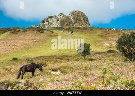 Dartmoor Pony vor haytor Rock, Devon, West Country, England, UK. Stockfoto