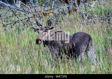 Junge Elch stier Beweidung auf das Hayfield Stockfoto