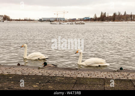 REYKJAVIK, Island Schwäne, Enten, Gänse und andere wildvogel zugeführt wird auf See Tjornin Stockfoto