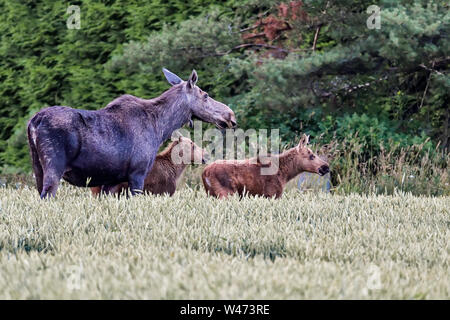 Elche Mama mit zwei Kälber weiden auf dem Feld Stockfoto