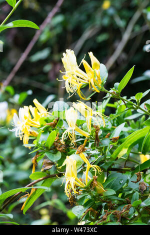 Honeysuckle wild wachsenden Stockfoto