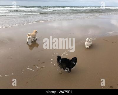 Eine Gruppe von Welpen spielen am Strand Stockfoto