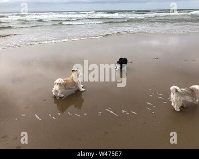 Drei Hunde spielen an einem Strand in den Niederlanden Stockfoto