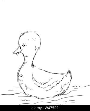 Ente, Zeichnung, Illustration, Vektor auf weißem Hintergrund. Stock Vektor