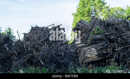 Entwurzelte baum Wurzeln und Stümpfe. Konzept der Entwaldung. Stockfoto