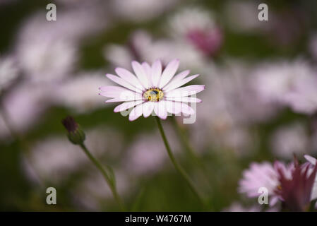Rosa und Weiß African Daisy Osteospermum Sopran Blume isoliert auf eine unscharf Hintergrund Stockfoto
