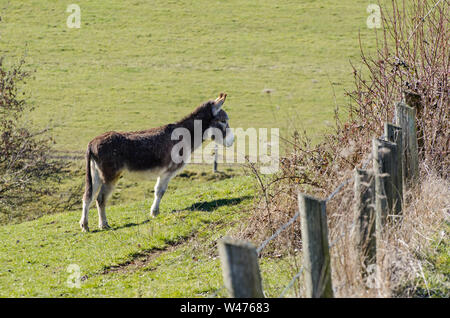 Equus africanus asinus, inländischen Esel auf einer Weide in der Landschaft in Bayern, Deutschland Stockfoto