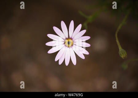 Rosa und Weiß African Daisy Osteospermum Sopran Blume isoliert auf eine unscharf Hintergrund Stockfoto