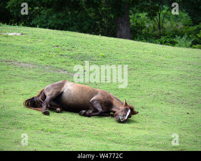 Pferd auf Rasen, Weideland für Pferde, liegend auf dem Gras Stockfoto