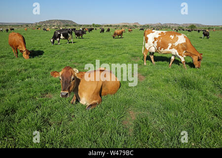 Milchkühe weiden und ruhen auf saftig grünen Weide von einem ländlichen Bauernhof Stockfoto